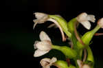 Small green wood orchid